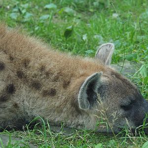 Spotted hyena (Crocuta crocuta), 2021-07-03
