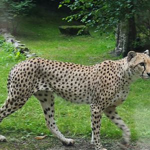 Sudan cheetah (Acinonyx jubatus soemmeringii), 2021-07-03