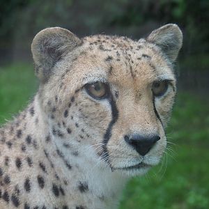 Sudan cheetah (Acinonyx jubatus soemmeringii), 2021-07-03