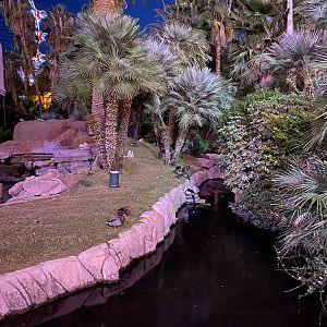 Flamingos & Mixed Waterfowl