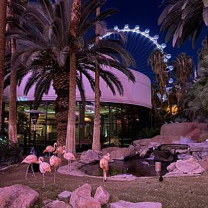 Flamingos w/ Ferris wheel