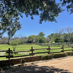 Asian Water Buffalo Exhibit (Bubalus bubalis)