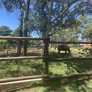 White Rhino and Mountain Reedbuck Exhibit (Ceratotherium simum, Redunca fulvorufula)