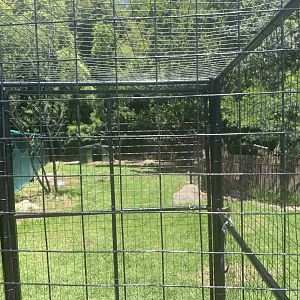 Natal Red Duiker Exhibit (Cephalophus natalensis)