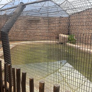 Nile Crocodile Indoor Exhibit (Crocodylus niloticus)