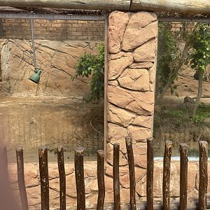 White-Eared Monitor Exhibit (Varanus albigularis albigularis)