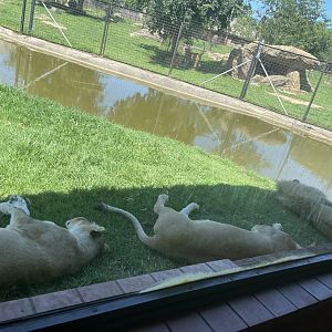 African Lions (Leo Panthera)
