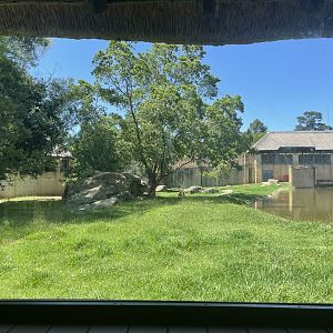 Lion Exhibit (Leo panthera)