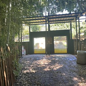Underwater Amur Tiger Viewing (Panthera tigris altaica)