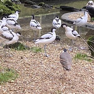 Seashore Walk - Avocets and Masked lapwing 061121