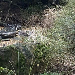 Seashore Walk - Redshank  061121