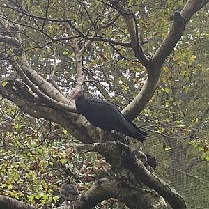 Seashore Walk - Waldrapp 061121