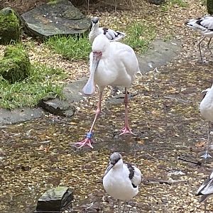 Seashore Walk - African spoonbill 061121