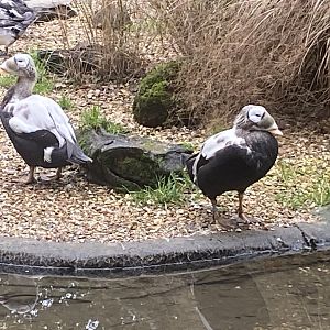 Seashore Walk - Spectacled eiders 061121