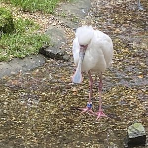 Seashore Walk - African spoonbill 061121