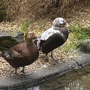Seashore Walk - Spectacled eiders 061121