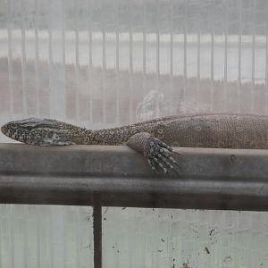 Nile monitor