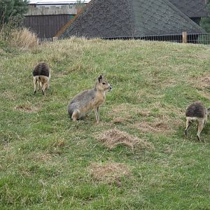 Patagonian mara