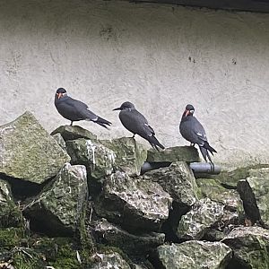 Seashore Walk - Inca terns 061121