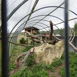 Asian leopard cat enclosure interior