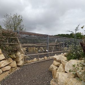 View of puma enclosure