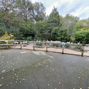 Flamingo Cove 061121