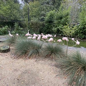 Flamingo Cove - Greater flamingos 061121