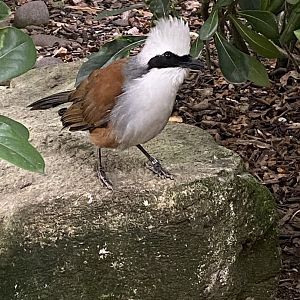 White-crested laughingthrush 061121