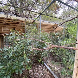 Common hill mynah aviary 061121