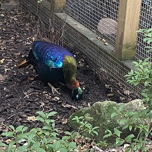 Himalayan monal 061121