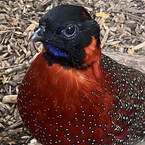 Satyr tragopan 061121