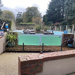 Humboldt penguin pool 061121