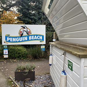 Penguin Beach 061121