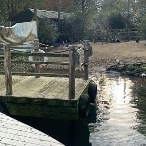 Penguin Beach 061121