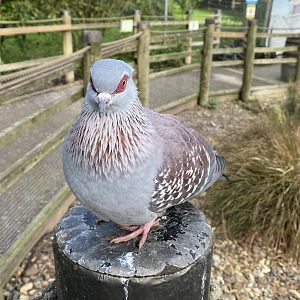 Penguin Beach - Speckled pigeon 061121