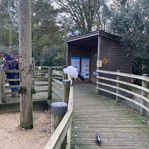 Penguin Beach 061121