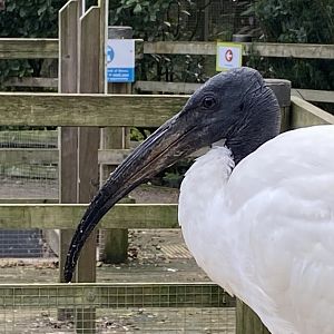 Penguin Beach - Sacred ibis 061121