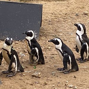 Penguin Beach - African penguins 061121