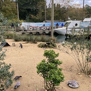 Penguin Beach 061121