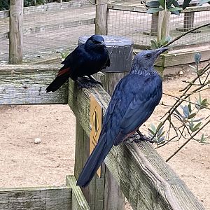 Penguin Beach - Red-winged starlings 061121