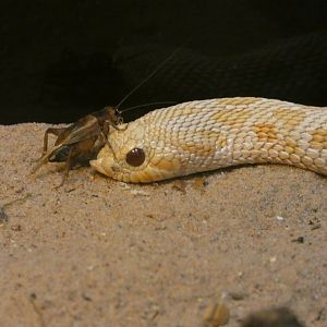 Western hognose snake