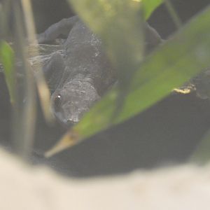 Vietnamese golden gecko