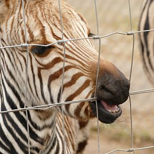 Hartmann's Mountain Zebra foal again, November 2021