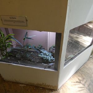 Sun beetle exhibit