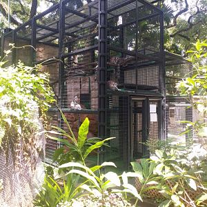 Lemur exhibit