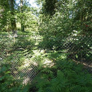 Azara's agouti enclosure