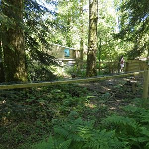 Striped skunk enclosure