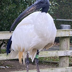 Penguin Beach - Sacred ibis 061121