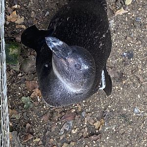 Penguin Beach - African penguin 061121