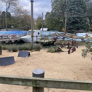 Penguin Beach 061121